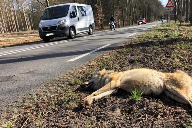 Wolvin doodgereden op provinciale weg in Gelderland