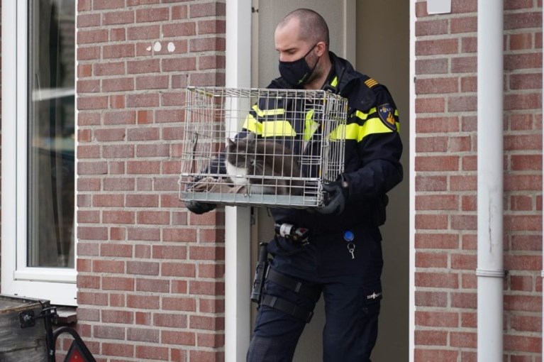 Video: Twintig katten en een papegaai in beslag genomen