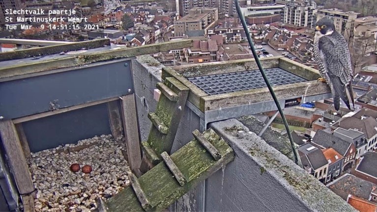 Drie eitjes in nest op hoogte van slechtvalken in kerktoren Weert