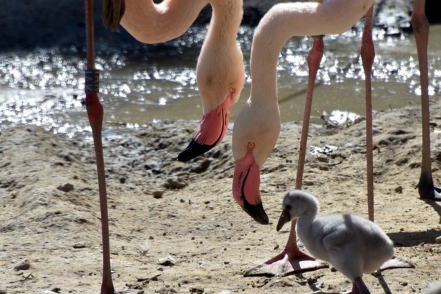 Volière van flamingo’s in GaiaZoo hersteld na sneeuwschade