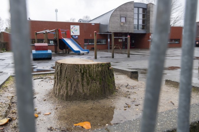 Beek gaat bomenbeleid aanpassen, mede na kap op schoolpleinen