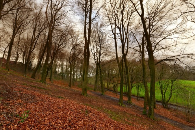 Dode en zieke bomen van Loosbos in Kerkrade worden met spoed gekapt