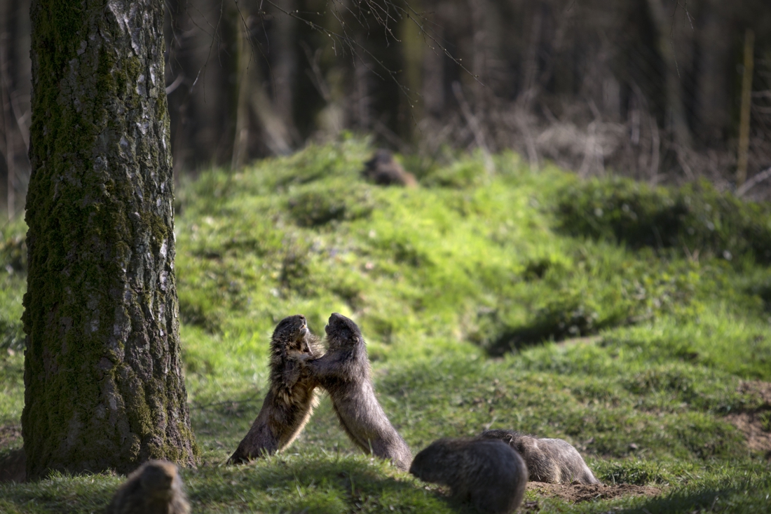 Wildpark Gangelt kan doen waar GaiaZOO en Mondo Verde van dromen: bezoekers ontvangen - De Limburger