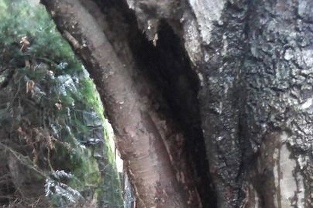 Gemeente Leudal kapt 54 bomen uit veiligheidsoverweging