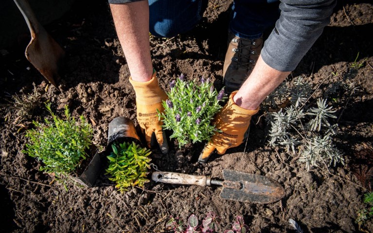 Voordelig je tuin vergroenen in de regio Maastricht en Heuvelland