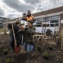 Leerlingen planten voedselbosje bij hun school in Geleen