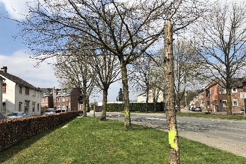 Kap bomen in Bocholtz noodzakelijk door facelift dorpshart