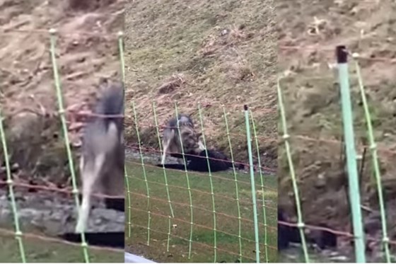 Filmpje van ‘wolf’ die zijn tanden in een lam zet in Brunssum zorgt voor ophef