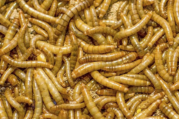 Voedsel: Nederlandse meelwormenkweker in Franse handen