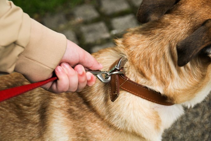 Groep jongeren neemt heft in eigen hand en steelt hond vanwege vermeende mishandeling door baasje