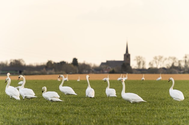 Natuurschoon in optima forma in Neer: grote groep zwanen siert het landschap nabij de Maas