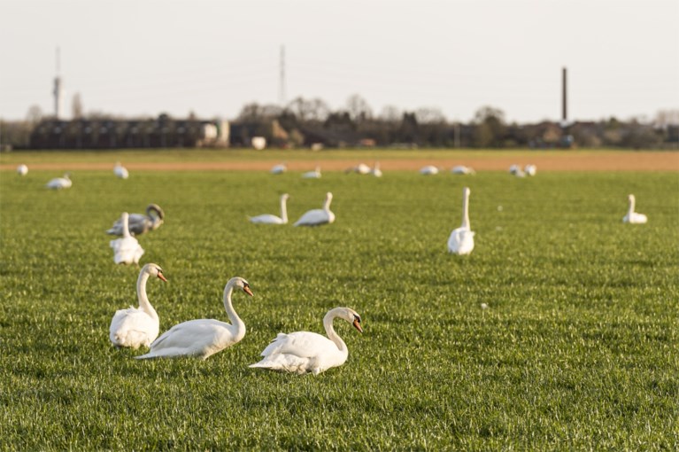 Natuurschoon in optima forma in Neer: grote groep zwanen siert het landschap nabij de Maas