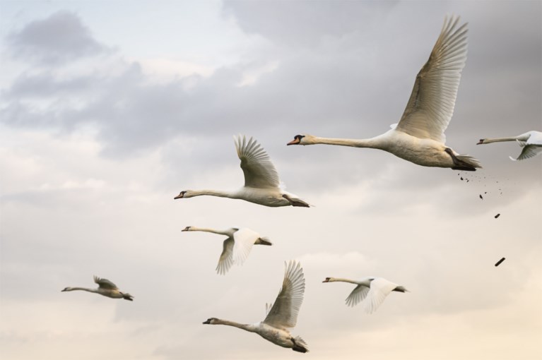 Natuurschoon in optima forma in Neer: grote groep zwanen siert het landschap nabij de Maas