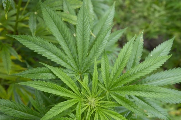 Vader, zoon en ex-schoonzoon kweken cannabis in geheime kelderruimtes