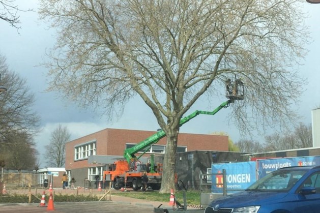 VSP plaatst vraagtekens bij onderhoud aan doorgeschoten bomen in Hekerbeek en Berg