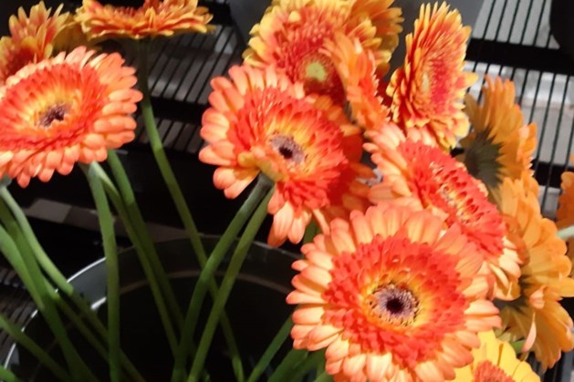Bloemen van vreugde voor bezoekers centrum Venray