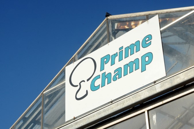 Poolse pluksters willen 71 mille schadevergoeding van Prime Champ: ‘Ik ga mij ophangen’