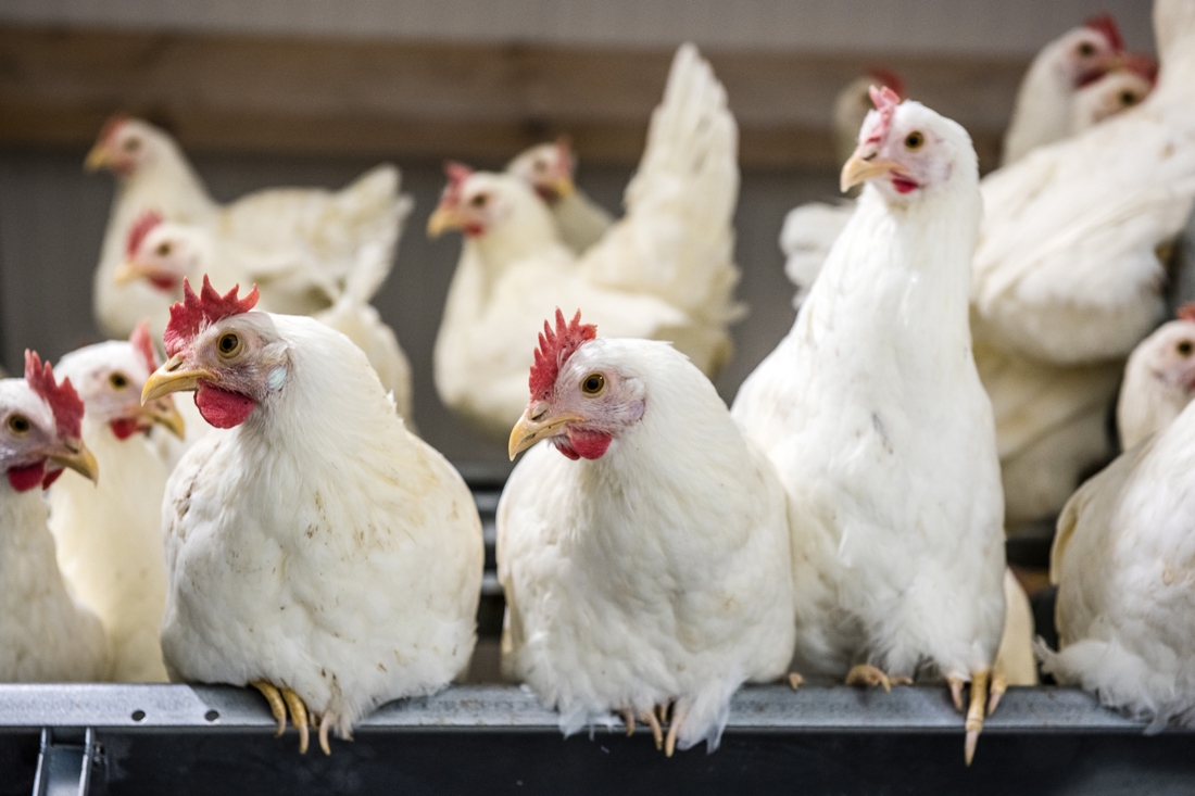 Duurzame kippenboer Kipster uit Oirlo wil met vers kapitaal wereldwijd doorbreken - De Limburger