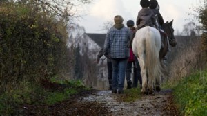 Paardengemeente Beekdaelen moet oplossing zoeken voor mest van de dieren