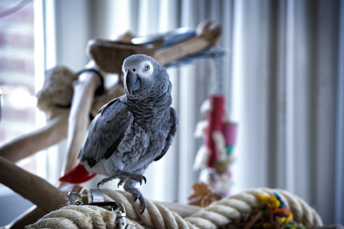 Kwiebes de grijze roodstaart uit Schinveld blieft geen pindanootjes
