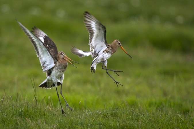 Populaties boerenlandvogels krimpen door roofdieren en landbouw
