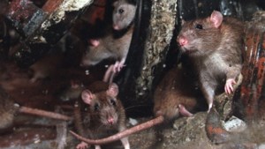 Riolen gerepareerd in de strijd tegen rattenplaag Oirsbeek