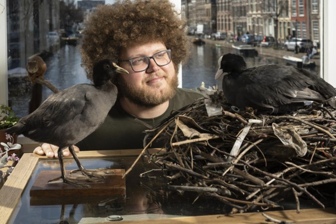 Natuur in Nederland: meerkoeten bouwen hun nestjes van plastic afval, maar waarom eigenlijk?