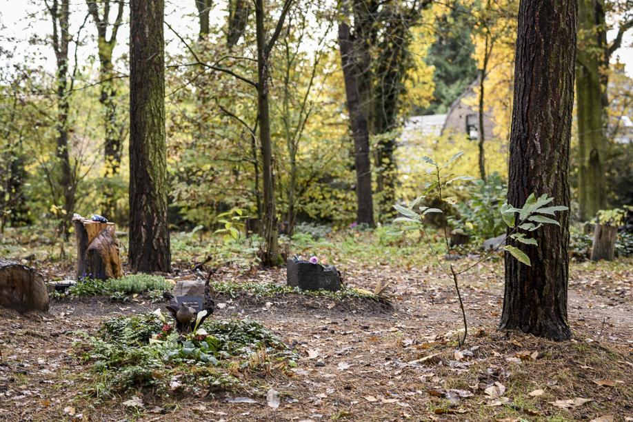 Gestolen 'koperwerk' van Natuurbegraafplaats St. Odiliënberg... - De Limburger