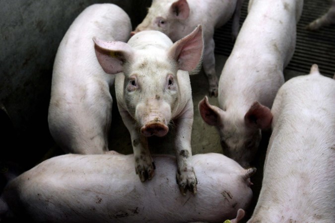Omstreden varkensboer mag van rechter niet uitbreiden in Koningsbosch