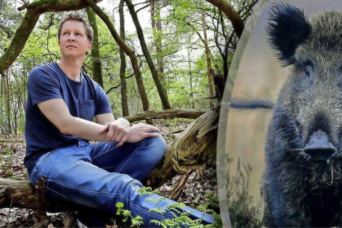 Wild zwijn valt gezin op Veluwe aan: ‘Schieten eerst geen optie met kinderen erbij’