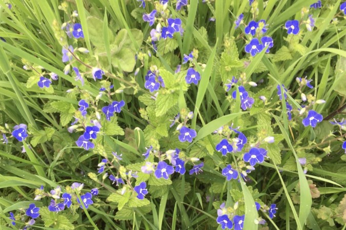 Mens & natuur: wat heeft het plantje ereprijs met toernooien en darmproblemen?