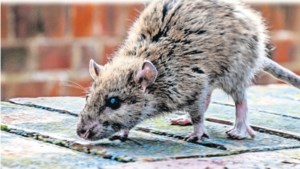 Dertien meldingen overlast ratten in Oirsbeek