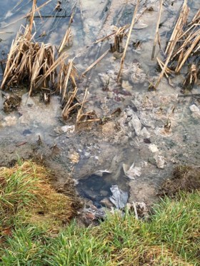 Overlast door ratten, gebruikt toiletpapier en stank door foute aansluiting in nieuwbouwwijk: ‘We wonen naast een open riool’