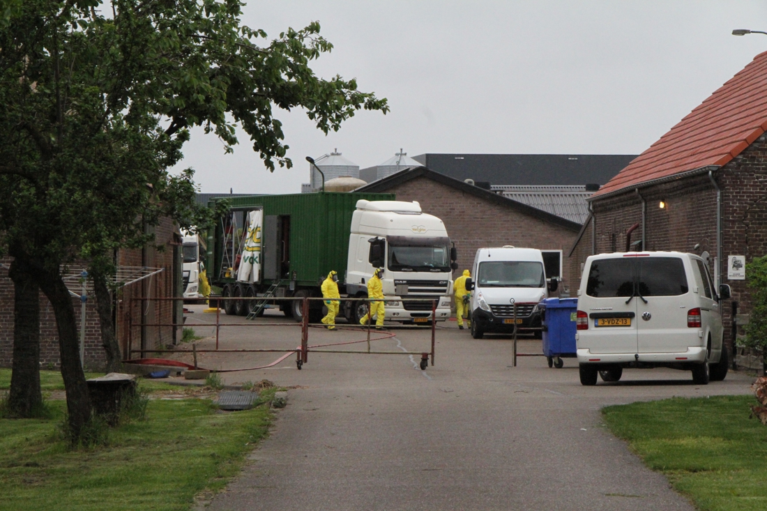 Ruimen Van Dieren Begonnen Na Uitbraak Vogelgriep Op Kalkoen... - De ...