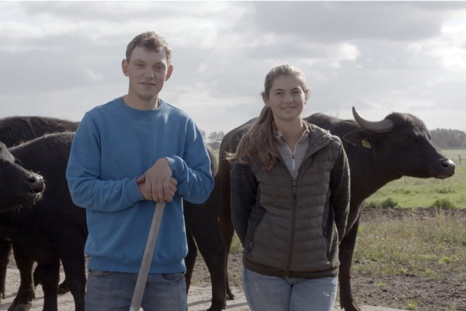 Vier stellen volgen hun boerendroom in tv-programma ‘De kleine boerderij’: een knuffel van een buffel