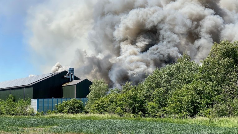 Video: Grote brand in stal met 4600 varkens in Nederweert