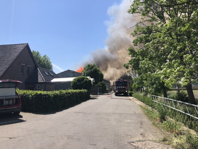 Video: Grote brand in stal met 4600 varkens in Nederweert