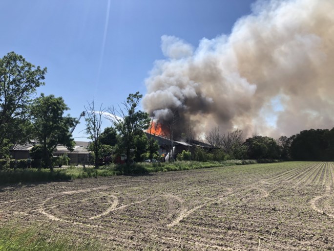 Video: Grote brand in stal met 4600 varkens in Nederweert