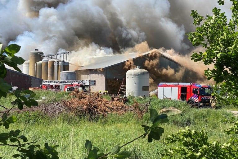 Video: Grote brand in stal met 4600 varkens in Nederweert