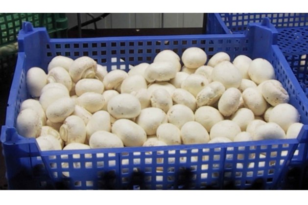 Greenyard verkoopt Limburgse paddenstoelenverwerker aan Poolse investeerder
