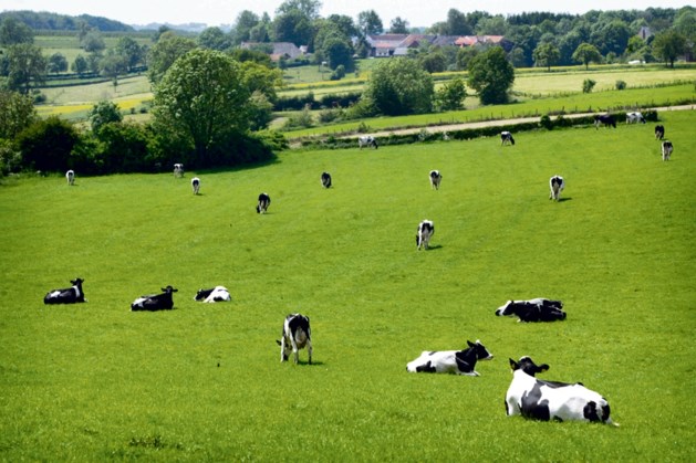 Wakker Dier: ‘Nog geen hitteplan om leed in de vee-industrie te voorkomen’