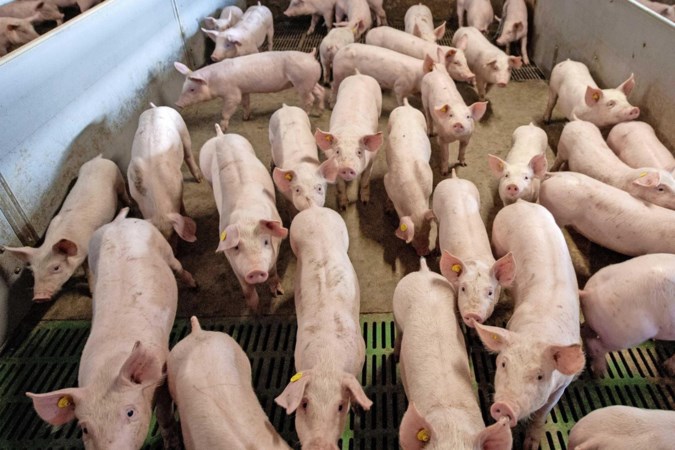 Een belasting op vlees of een kleinere veestapel? De meeste Nederlanders moeten daar niets van hebben