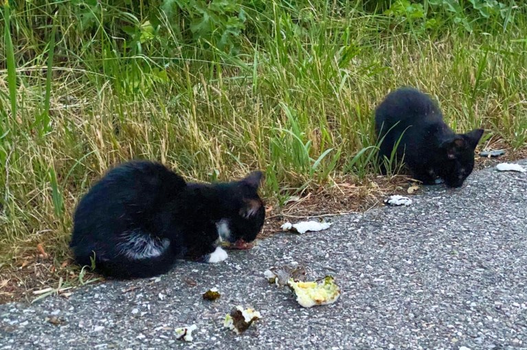 Jonge katjes lopen over drukke weg, voorbijgangster vangt ze met sushi