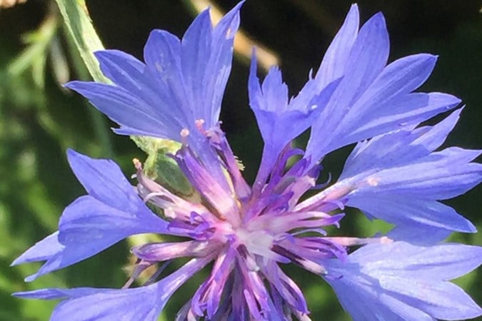 Mens & Natuur: Er is blauw, blauwer, blauwst en korenbloemblauw