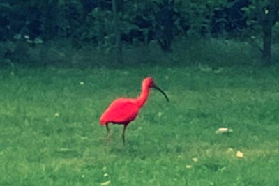 Wandelaar Spot Rode Ibis Bij Kaldeborn In Heerlen De Limburger Mobile