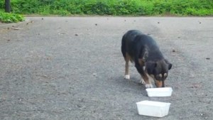 Facebookteam brengt hond Floor na drie maanden zoeken en lokken terug bij baasje