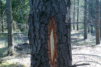 Te kappen bomen Roekenbosch worden geblest - De Limburger
