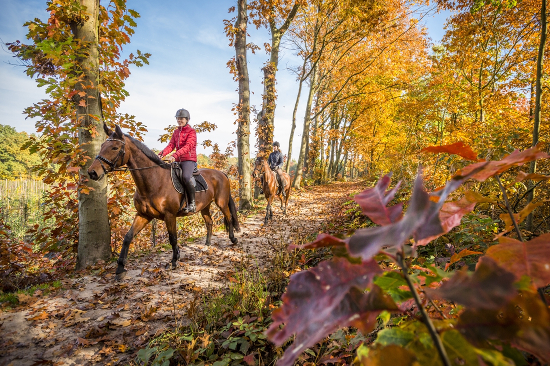 Met paard én wagen door Noord-Limburg over een ruiterroute van 675 kilometer - De Limburger