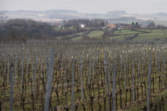 Limburgse wijnbedrijven vrezen voor beschimmelen druivenrank... - De Limburger