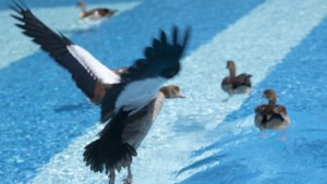 Familie Nijlgans neemt bezit van zwembad De Nieuwe Hateboer in Sittard: ‘We kunnen ze niet verjagen, ze komen vanzelf terug’